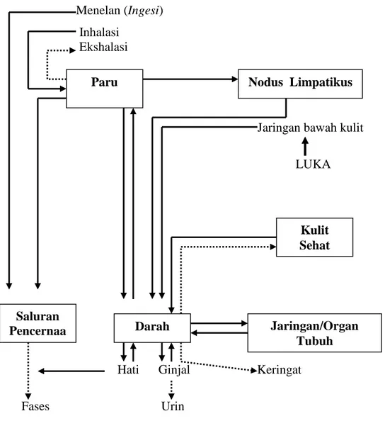 Gambar 2. Diagram kinetika radionuklida dalam tubuh: masukan, distribusi  dan ekskresi radionuklida