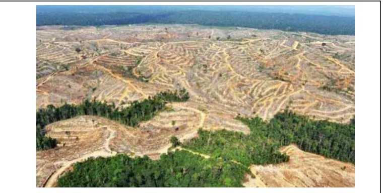 Gambar: Pembalakan hutan di Kalimantan Sumber: nasional.news.viva.co.id 