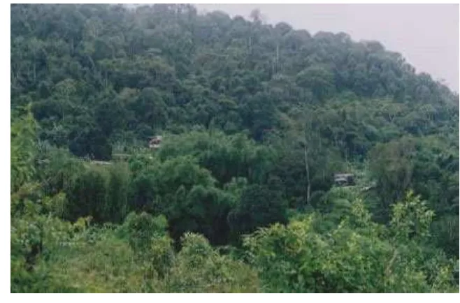 Fig. 4. Behind the housing of Nira Village is the hill evergreen forest that both community members and forest officials agree is healthy forest worth conserving