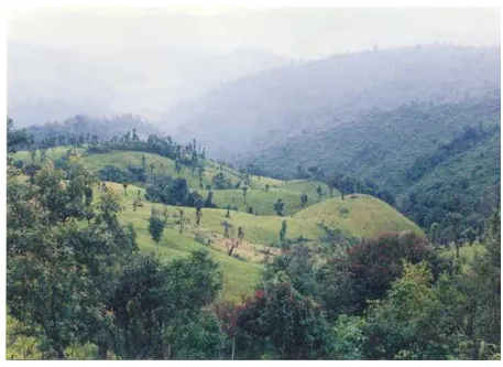 Fig. 2. The shifting cultivation landscape common to Mae Tho National Park.  
