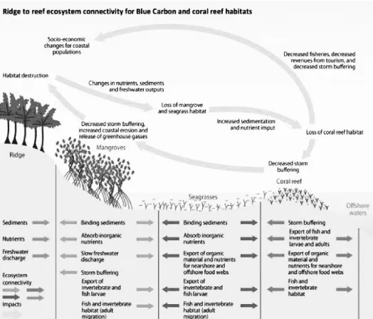 Gambar  4 .Hubungan antara habitat terestrial dan ekosistem blue carbon (lamun dan mangrove)serta terumbu karang (sumber : Lutz et al, 2014)