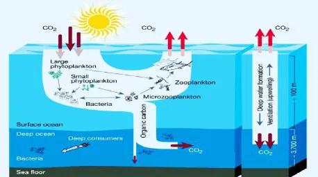 Gambar 2. Proses penyerapan karbon melalui proses biological pump dan physical pump(sumber : www.nature.com)