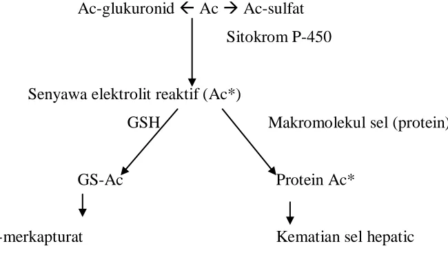 Gambar 2-1 Metabolisme asetaminofen (Ac) menjadi metabolit-metabolit 