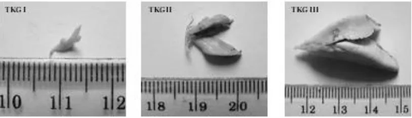 Gambar 1. Struktur morfologi testes ikan sepatung 