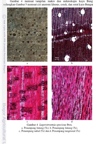 Gambar 4 memuat tampilan makro dan mikroskopis kayu Bungur, 