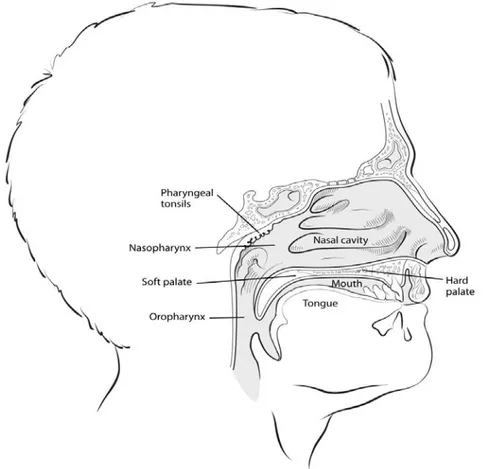 Gambar 2.1 Anatomi Rongga Hidung (American Cancer Society, 2013) 