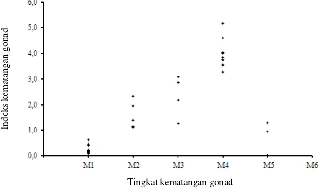 Gambar 3. Tingkat kematangan gonad (TKG) ikan banyar (Rastrelliger kanagurta)  jantan dan betina pada bulan Juni 2009 dari perairan Banda Aceh (a) dan perairan timur laut Sabang (b) 