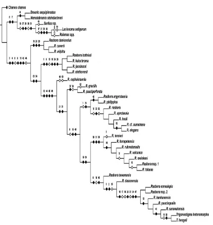 Gambar 1. Salah satu dari 15 pohon filogenetik hasil rekonstruksi menggunakan 52 karakter morfologis dengan 39 taksa dan panjang 98 langkah  