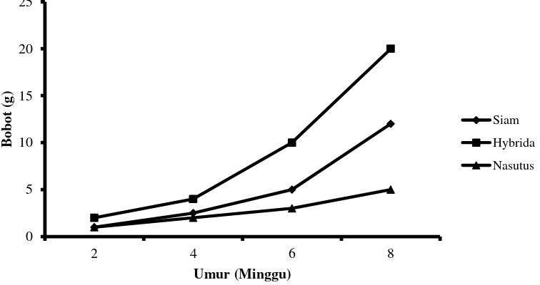 Gambar 1.  Pertumbuhan bobot ikan patin siam, patin nasutus, dan hibridanya, selama 8 minggu masa pemeliharaan  