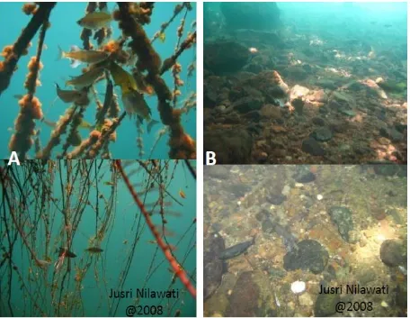 Figure 2. Picture of spawning arena on bottom substrate and roots A. Hanging down roots and/or fallen down stems/twigs; B