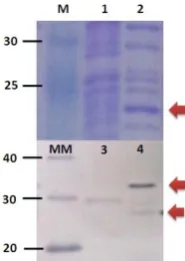 Gambar 1. SDS-Page dan western blot crude protein hormon pertumbuhan rekombinan ikan mas (rCcGH) yang diekspresikan oleh bakteri Escherichia coli BL21 (DE3) Sekuen cDNA penyandi protein GH mature dari ikan mas dikloning ke dalam vektor ekspresi pCold-I DNA