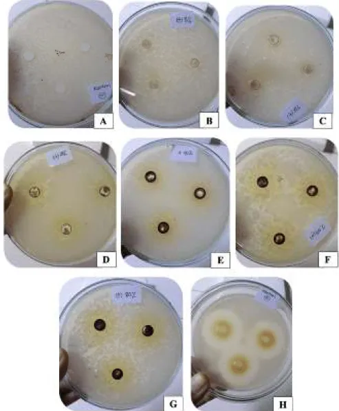 Gambar 4. Zona hambat esktrak etanol daun zodia (Evodia suaveolens) terhadap Staphylococcus aureus ATCC  25923 yang terbentuk setelah inkubasi 