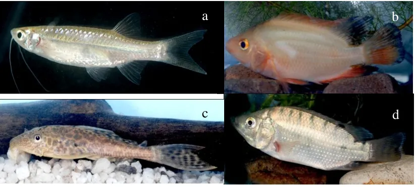 Gambar 12. Ikan bawal, Collossoma cf. macropomum dari D. Cilala 