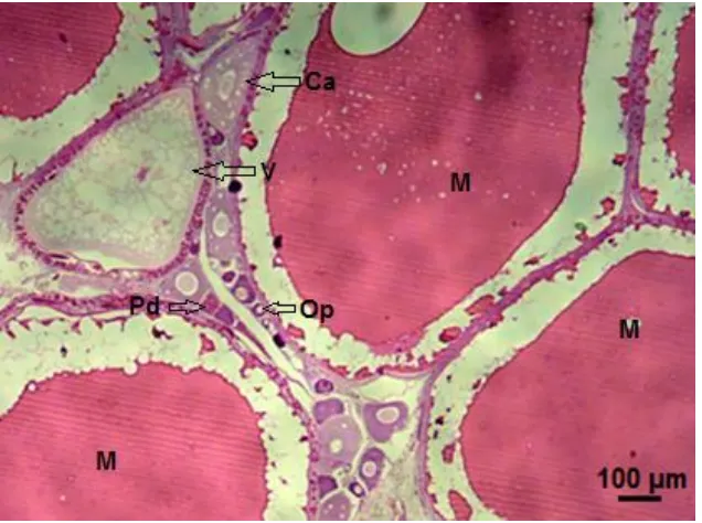 Gambar 6. Penampang melintang ovarium ikan rono Keterangan: Op = oosit primer; Ca = cortical alveoli; V = Vitelogenik; M = pematangan; Pd = pembuluh darah) 