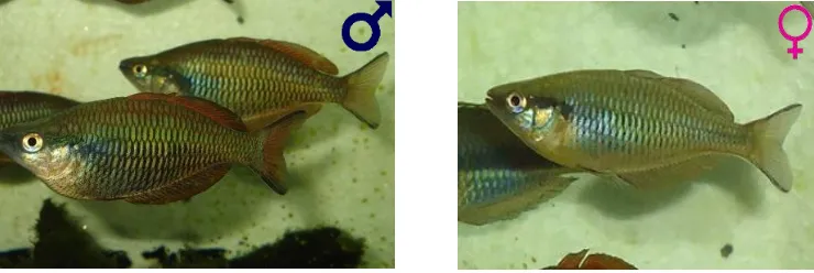 Gambar 1. Ikan pelangi kurumoi jantan (kiri) dan betina (kanan) (Sumber: koleksi BPPBIH, 2012) 