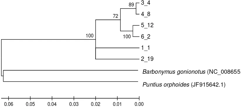 Gambar 2. Hasil amplifikasi DNA marka CO1 Barbonymus balleroides (dari stasiun I - VI) 
