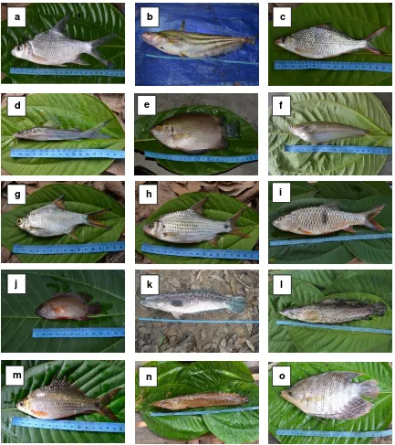 Gambar 5. Spesies ikan konsumsi di Hutan Harapan: a. kepa (Puntioplites bulu), b. tapa (Wallago sp.),  c