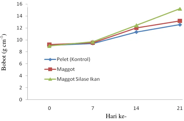 Tabel 2. Panjang total rata-rata ikan rainbow kurumoi (Melanotaenia parva) selama masa pemeliharaan 