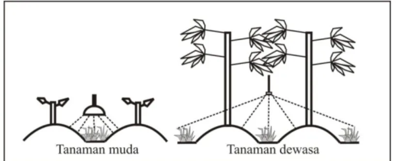 Gambar 5. Cara Penyemprotan Herbisida 