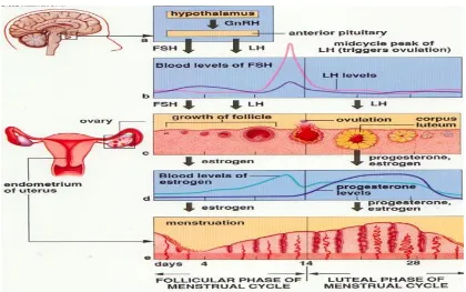 Gambar 2.1 siklus menstruasi 