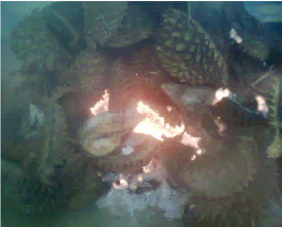 Gambar Lampiran 1 : Kulit Durian Yang Telah Dijemur 
