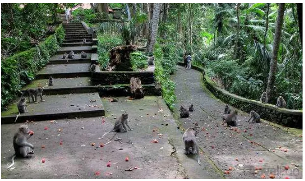Gambar 3.4 Ubud Monkey Forest 