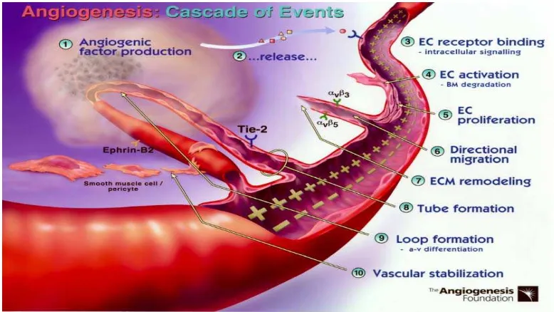 Gambar 1. Angiogenesis: Cascade of Events (dikutip dari daftar pustaka 17