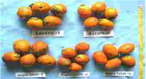 Gambar 1.Keragaman fenotipik buah pinang asal Jambi Kelompok I II III I II II 418.86 1593.540.00 2076.541786.720.00 1593.54                                        2076.54 1786.72