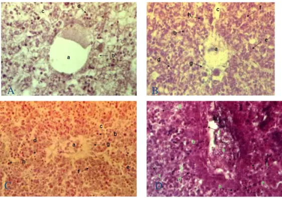 Gambar 1.Struktur mikroanatomis hepar fetus mencit.  Keterangan :  A. Kontrol,  B. Perlakuan Dosis 0,5 mg/kgbb  C
