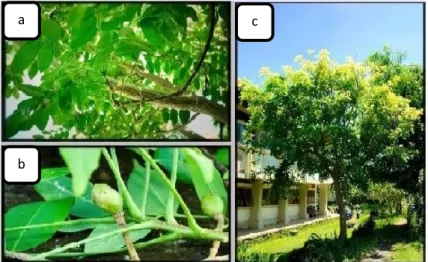 Gambar 2.1   Daun  tanaman  Spondias  pinnata  (a),  buah  tanaman  Spondias  pinnata (b), tanaman Spondias pinnata (c)