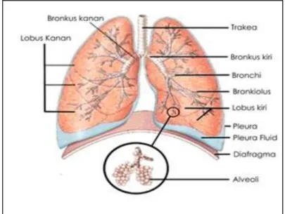 Gambar 2.2 Anatomi paru manusia 