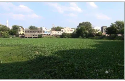 Figure (2): Overgrowth of weeds covers lake water 