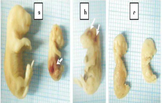 Gambar 1. Morfologi Fetus usia 3 hari : a. Fetus  normal (kiri), fetus kerdil dan hemoragi di bagian  abdomen (kanan), b