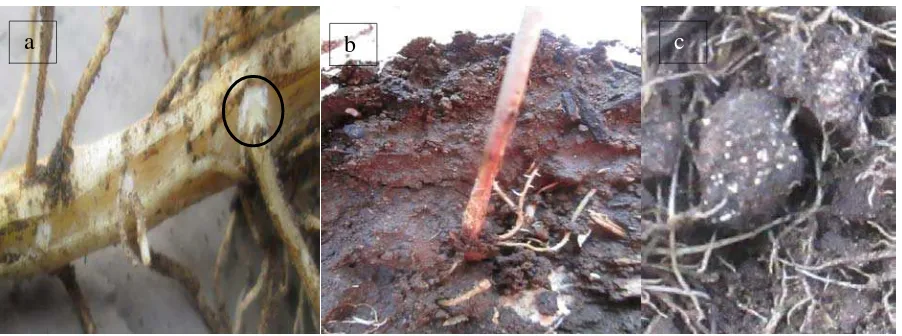 Gambar 1.Gejala serangan S. rolfsii di lapangan (a) pangkal batang terinfeksi di selimuti miselia (b) pangkal batang terinfeksi berwarna kecoklatan     (c) pertumbuhan sclerotia muda pada tanah di sekitar perakaran terinfeksi