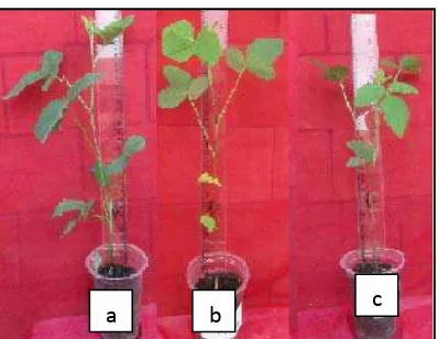 Gambar 5. Pertumbuhan tinggi tanaman kedelai (a) tanaman terenkapsulas                     T
