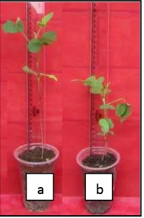 Gambar 6. Pertumbuhan tinggi tanaman kedelai normal dan terserang penyakit  (a) tanaman terenkapsulasi tapioka tanpa Trichoderma dan tanpa S