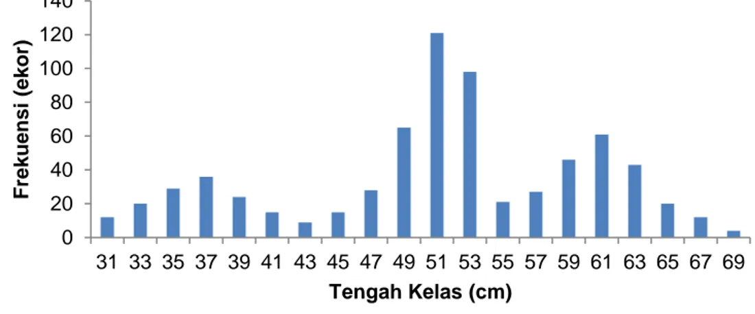 Gambar 2.  Struktur Ukuran Ikan Cakalang Di Daerah Rumpon  Berdasarkan  data  grafik  di  atas 