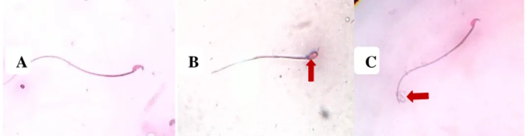 Gambar  1.  Morfologi  spermatozoa  mencit.  A.  Spermatozoa  normal;  B-C  spermatozoa  dengan  kelainan  morfologi  pada  bagian  kepala  dan  ekor