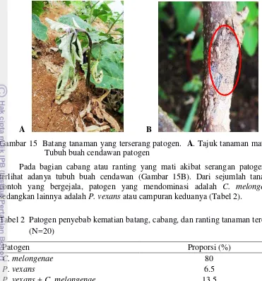 Gambar 15  Batang tanaman yang terserang patogen.  A. Tajuk tanaman mati  B. 