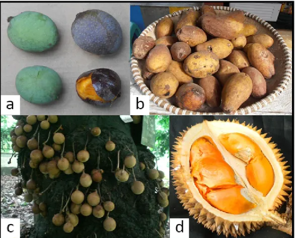 Tabel 1. Daftar tumbuhan buah langka Indonesia dan Koleksi Kebun Raya 