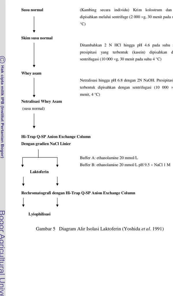 Gambar 5   Diagram Alir Isolasi Laktoferin (Yoshida et al. 1991) 