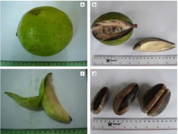 Gambar 1  Kondisi  buah  kandole.  (a)  buah  utuh,  (b)  belahan  buah,  (c)  daging  dan  kulit  buah, dan (d) biji