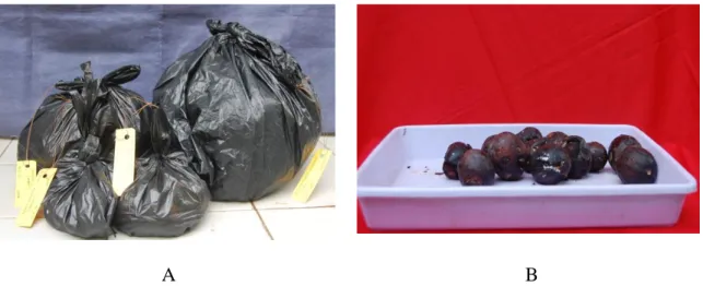Gambar 3. Pemeraman sebelum ekstraksi biji pada  A.  Mezzetia parviflora  di dalam                     kantung plastik hitam, dan  B