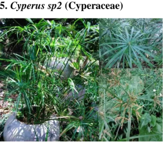Gambar 6. Habitus Cyperus sp2. 