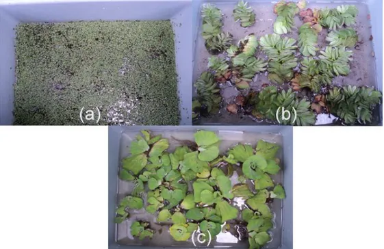 Gambar 4. Kondisi awal ketiga perlakuan: (a) Lemna minor; (b) Salvinia natans, (c) Pistia stratiotes