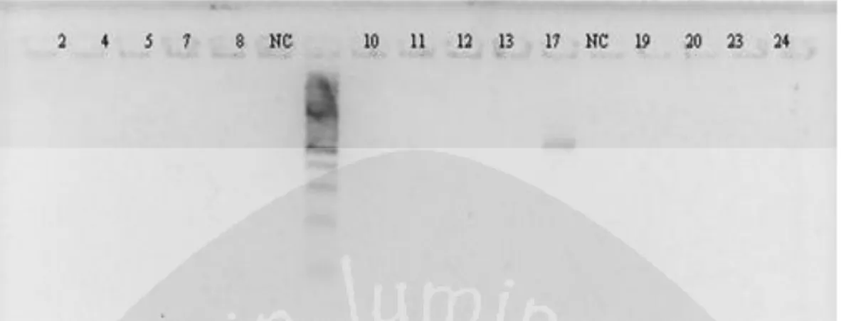 Gambar 2. Hasil Visualisasi PCR Tahap II Pada 24 Sampel Burung Gunung Merapi  Keterangan : 2-24 = kode sampel burung, NC = negative control, M = marker 