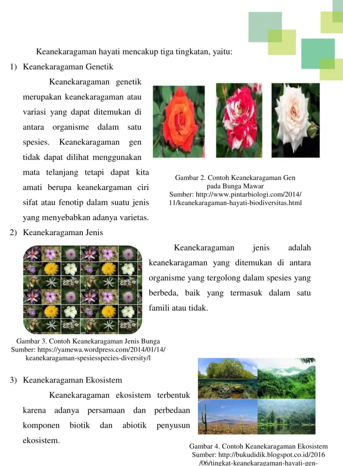 Gambar 2. Contoh Keanekaragaman Gen  pada Bunga Mawar 