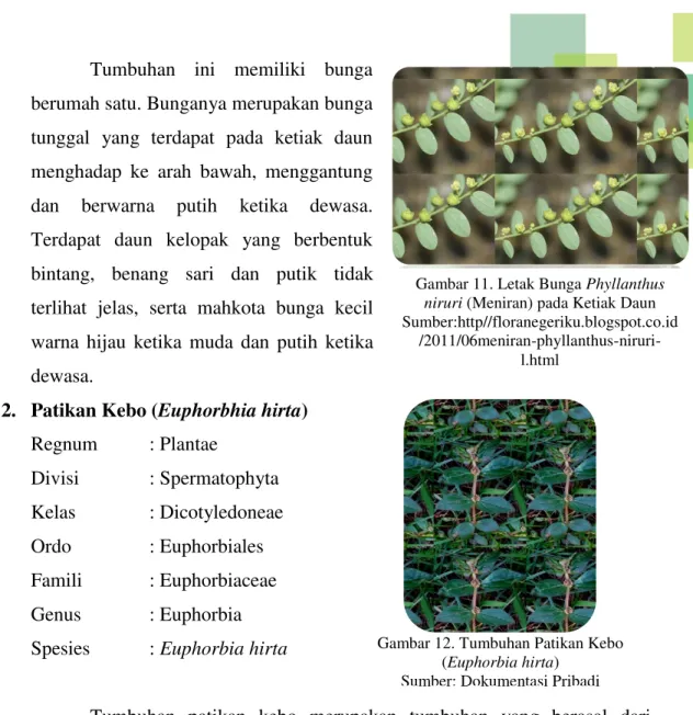 Gambar 11. Letak Bunga Phyllanthus  niruri (Meniran) pada Ketiak Daun  Sumber:http//floranegeriku.blogspot.co.id