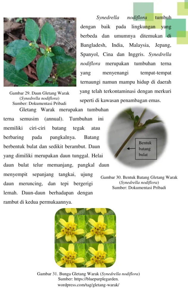 Gambar 31. Bunga Gletang Warak (Synedrella nodiflora)  Sumber: https://bluepurplegarden