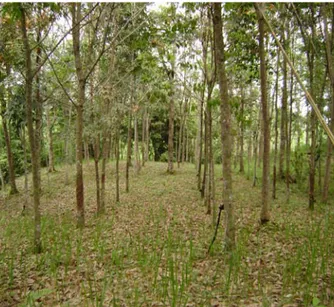Gambar 1. Tegakan Karet (Hevea brasiliensis)  di Desa Togur Kecamatan Dolok  Silau Kabupaten Simalungun